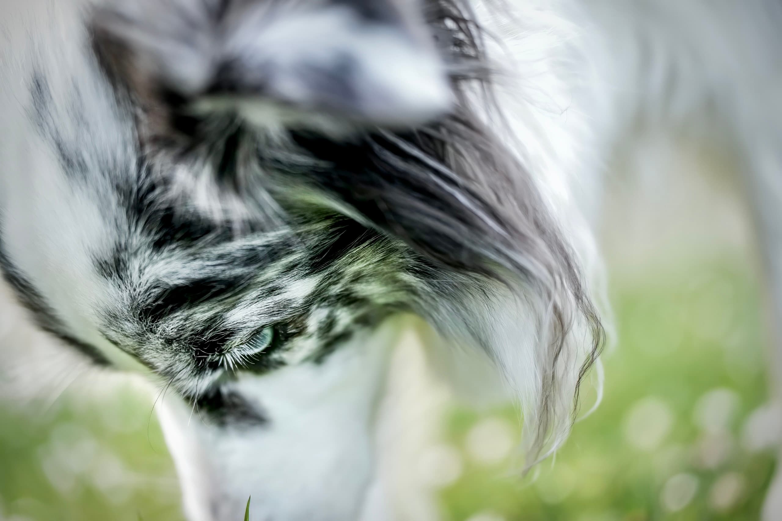 Dog photography session — frame 17