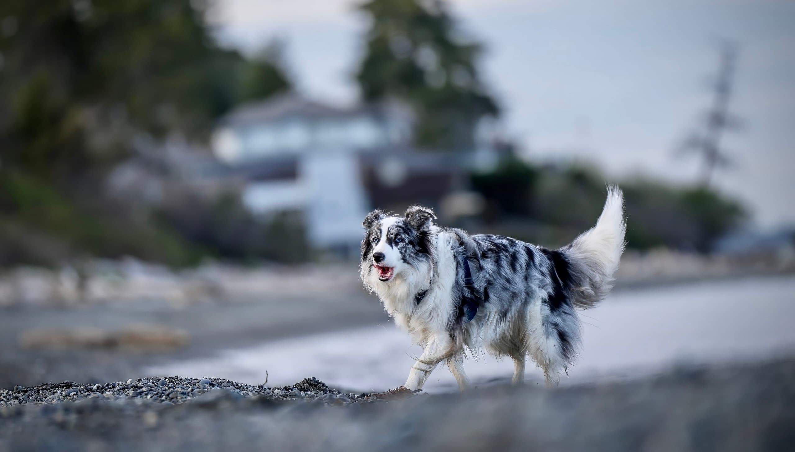Dog photography session — frame 16
