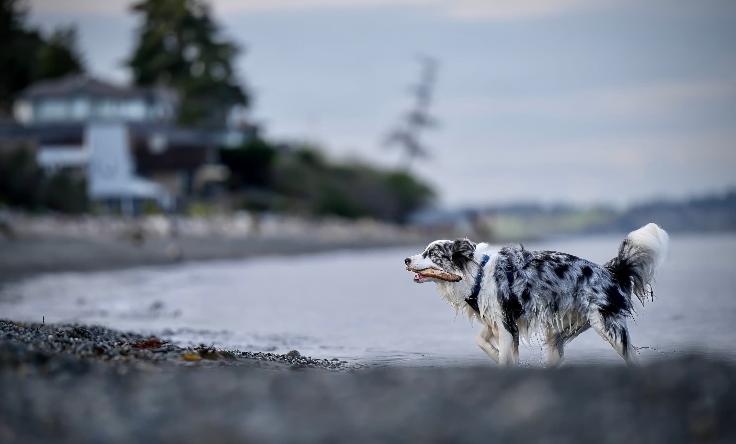 Dog photography session — frame 18