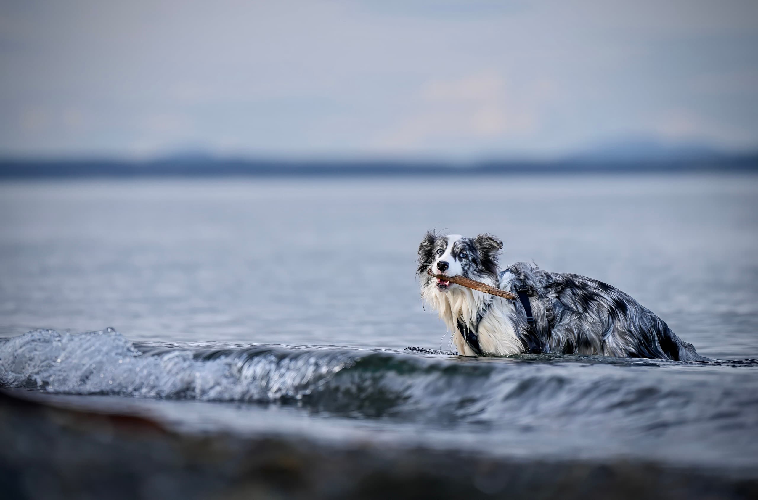 Dog photography session — frame 19