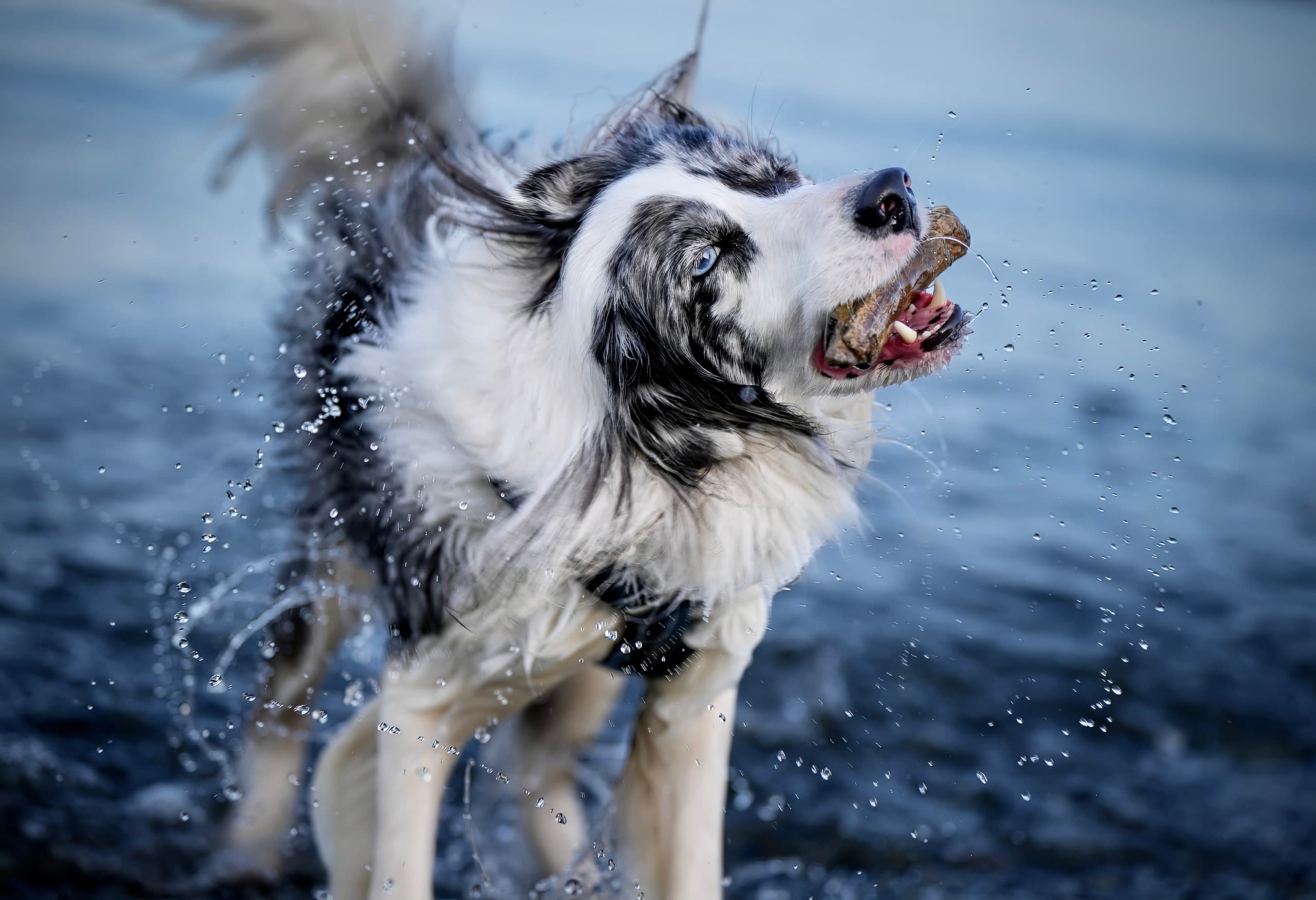 Dog photography session — frame 21