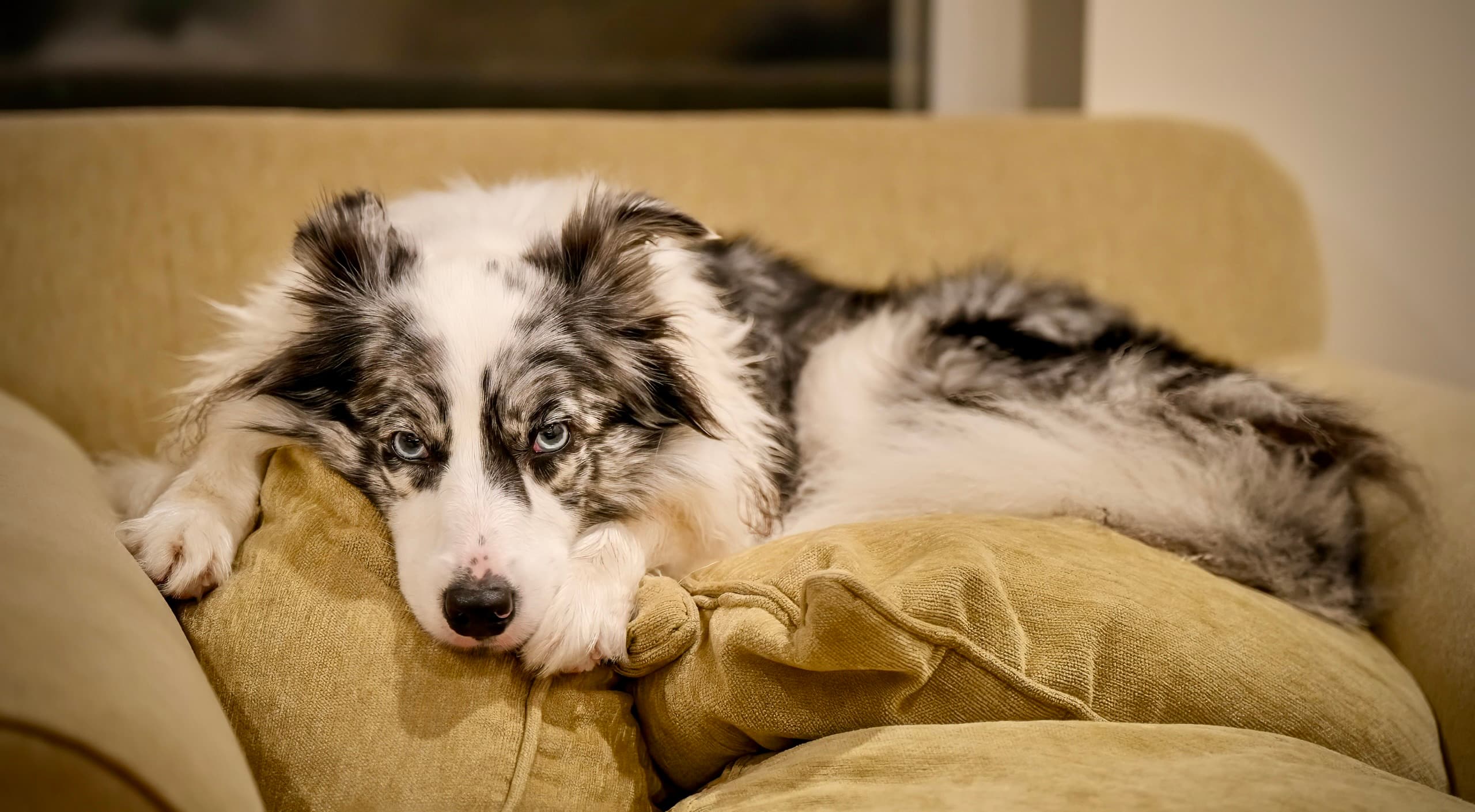 Dog photography session — frame 6
