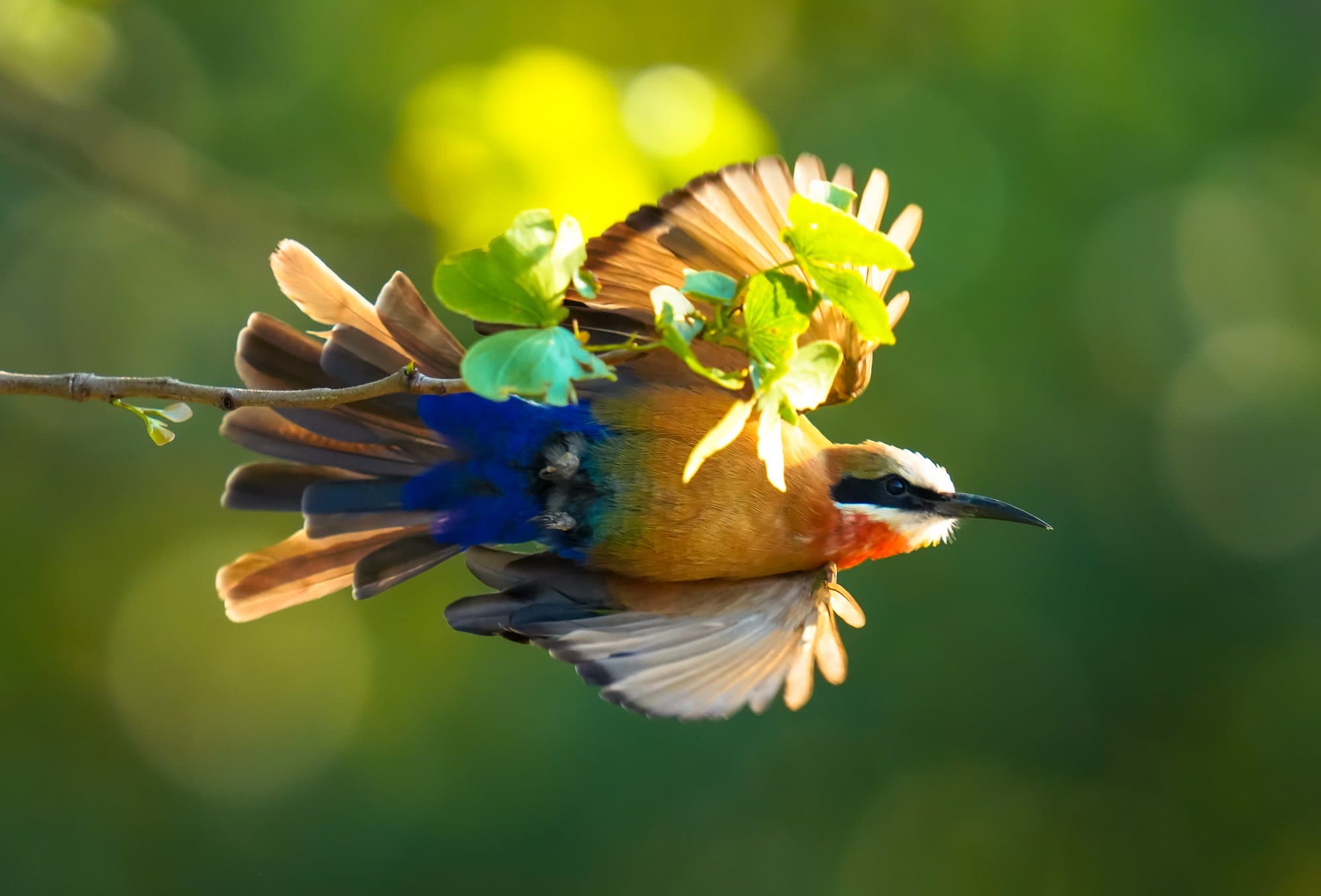 Wildlife photograph 1