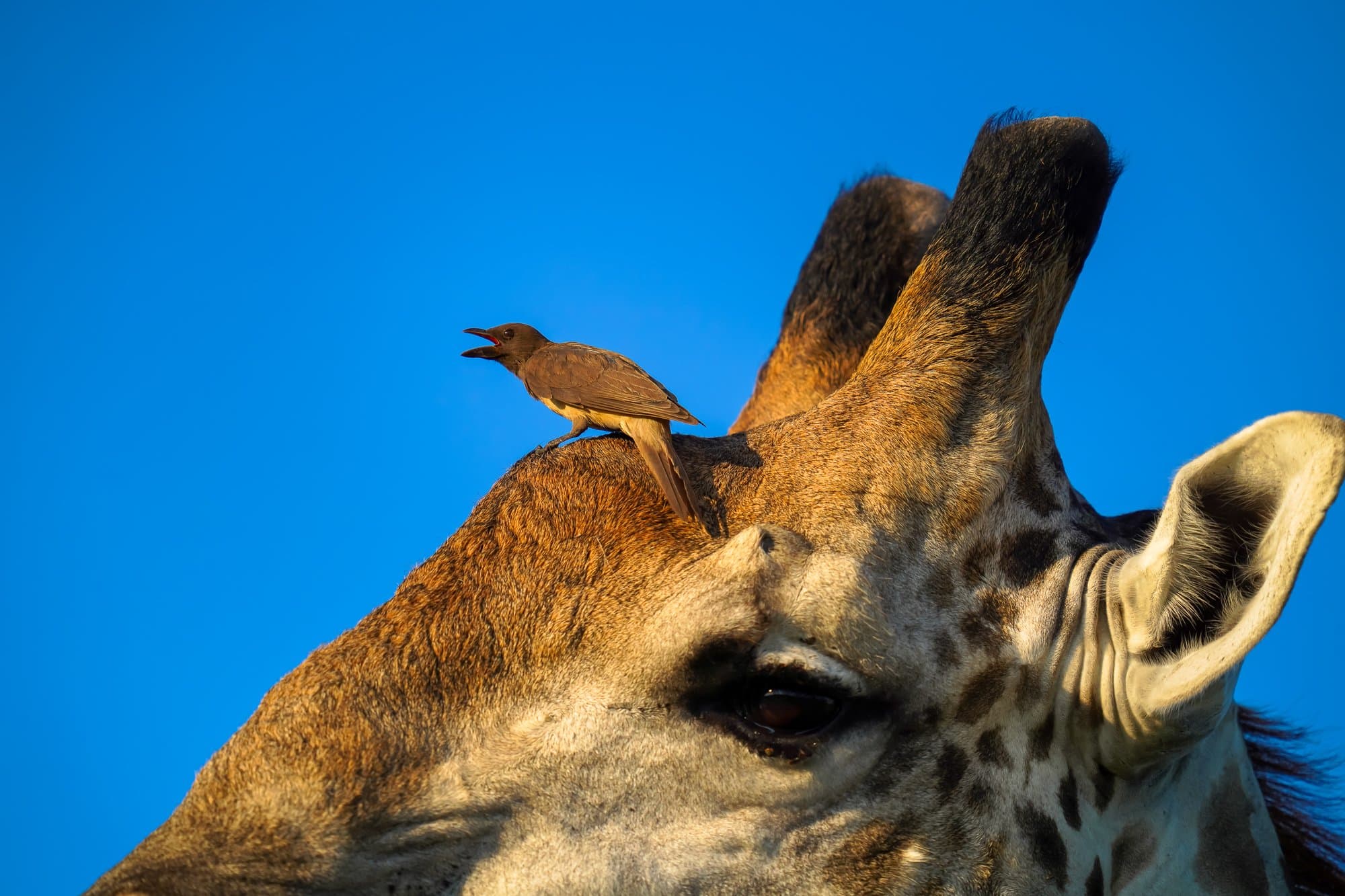 Wildlife photograph 2
