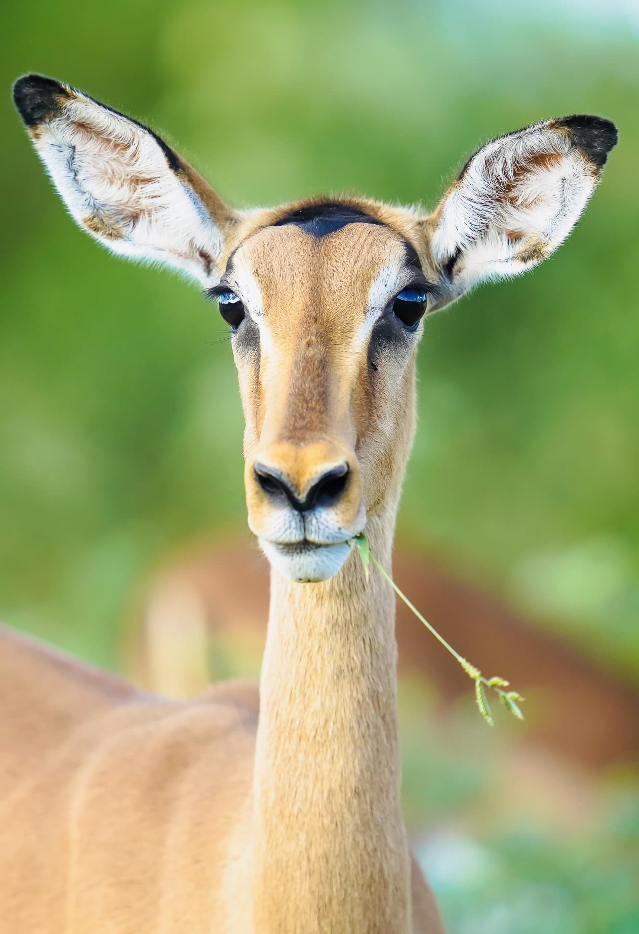 Wildlife photograph 3