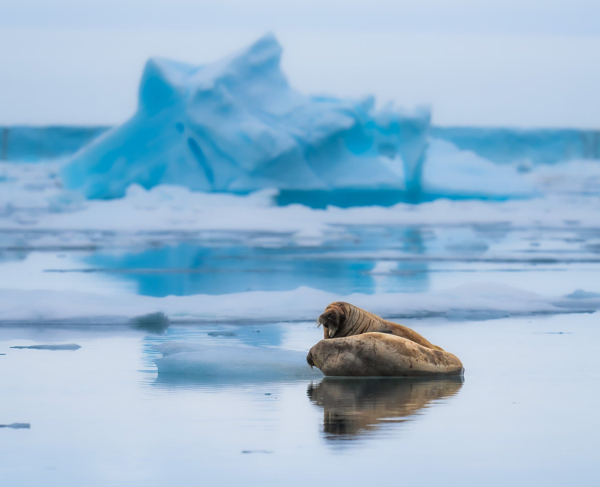 Wildlife photograph 6