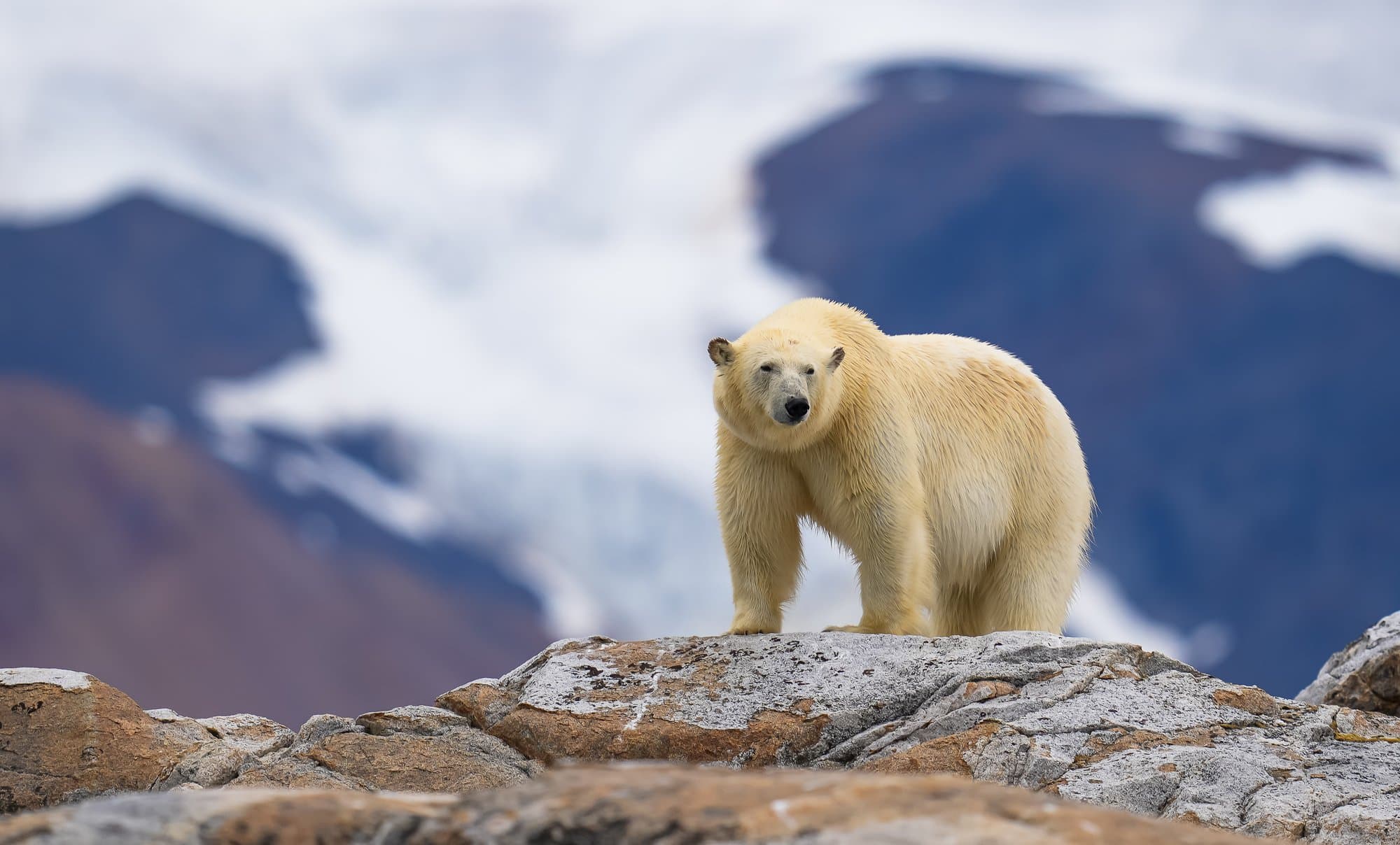 Wildlife photograph 8