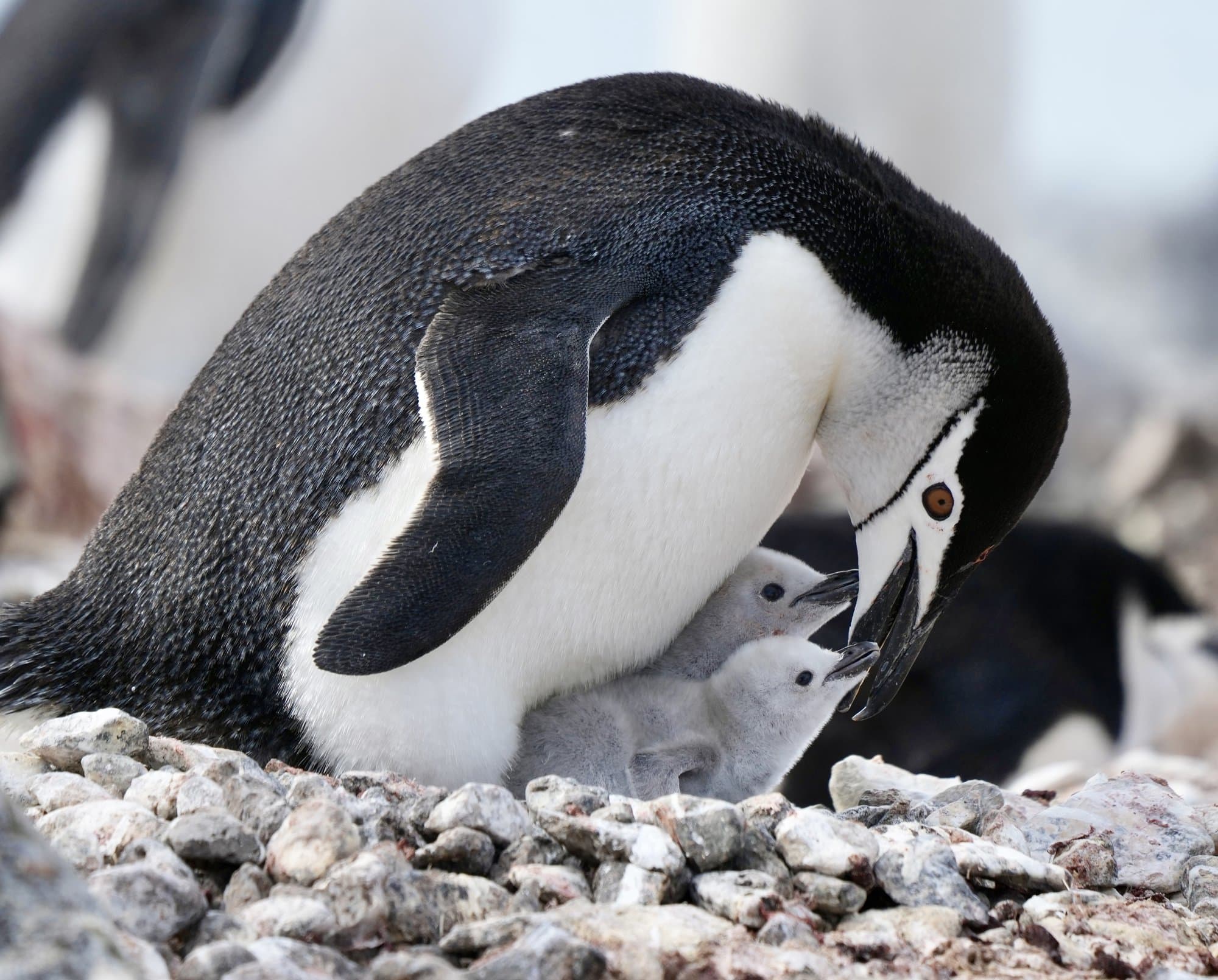 Wildlife photograph 13