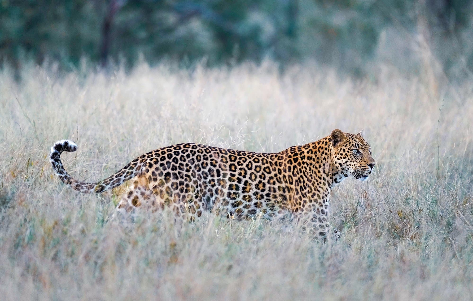 Wildlife photograph 15