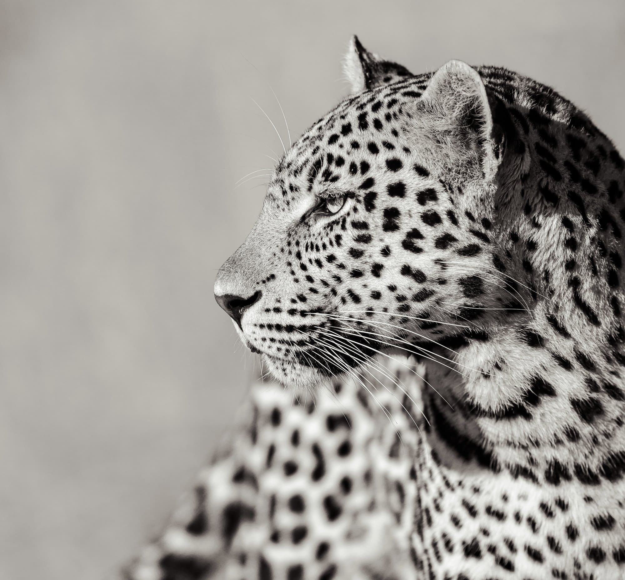 Wildlife photograph 18
