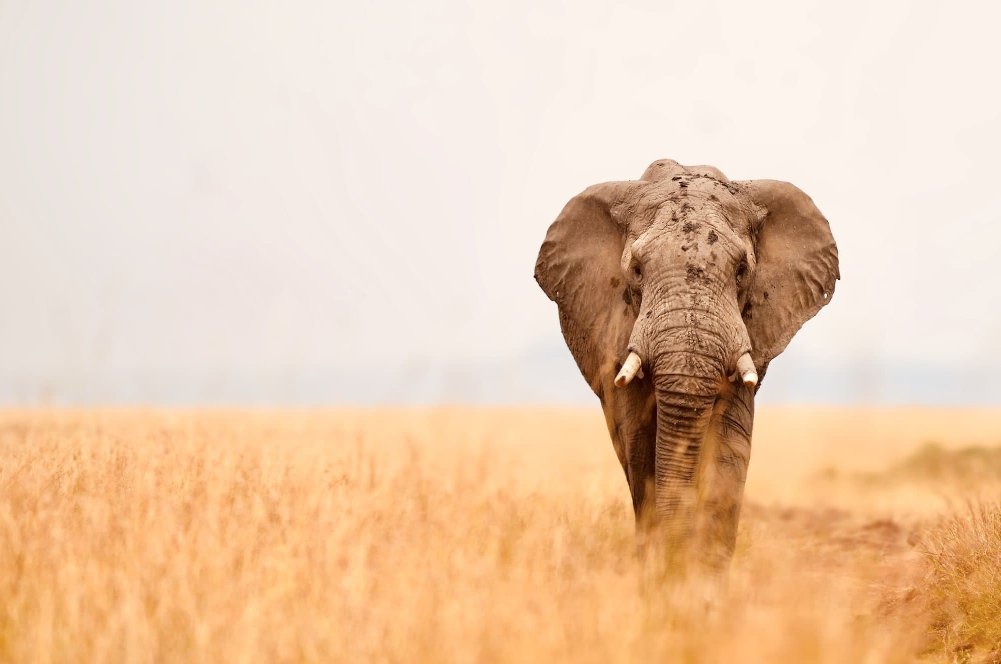 Wildlife photograph 19