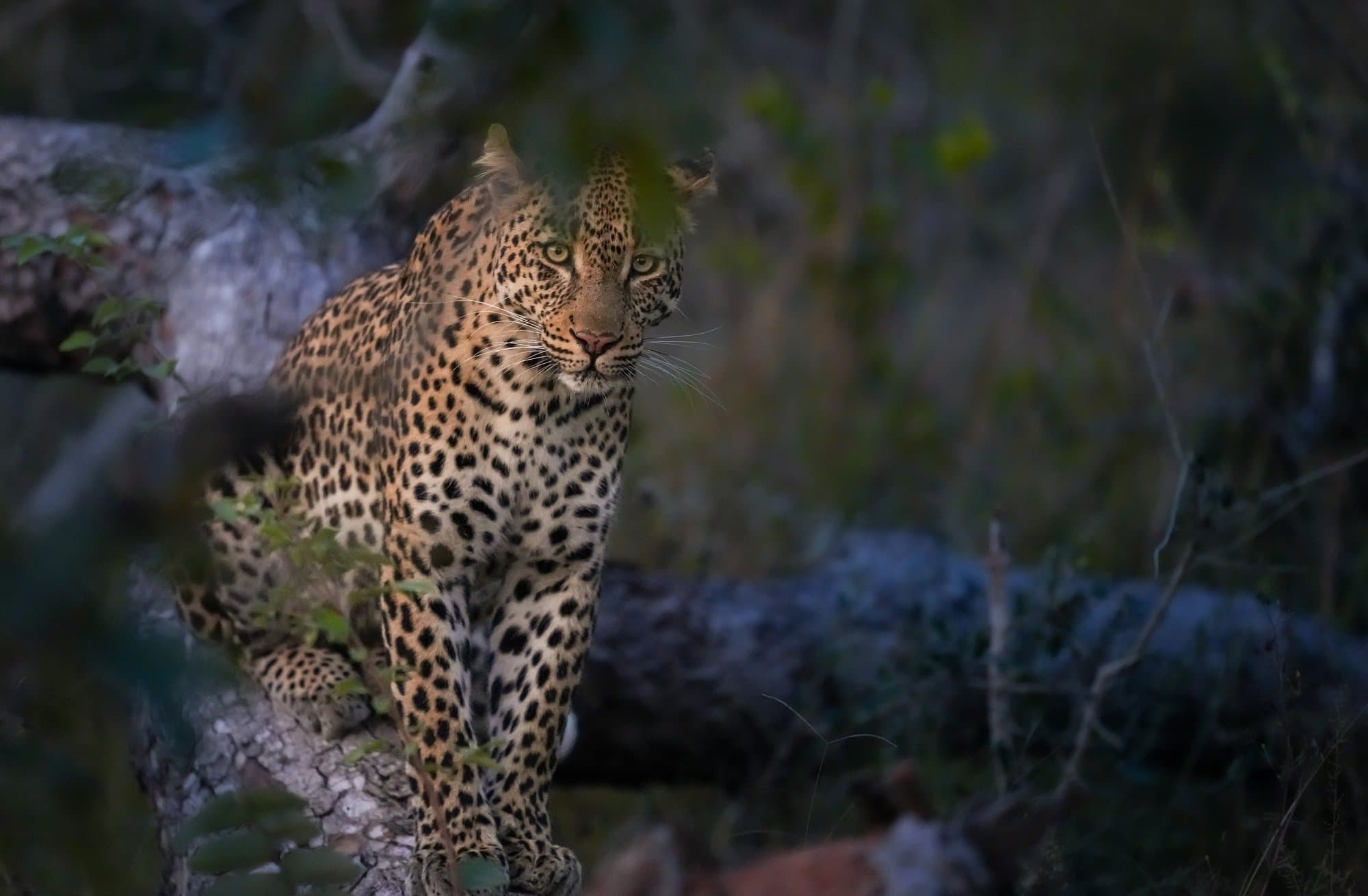 Wildlife photograph 20