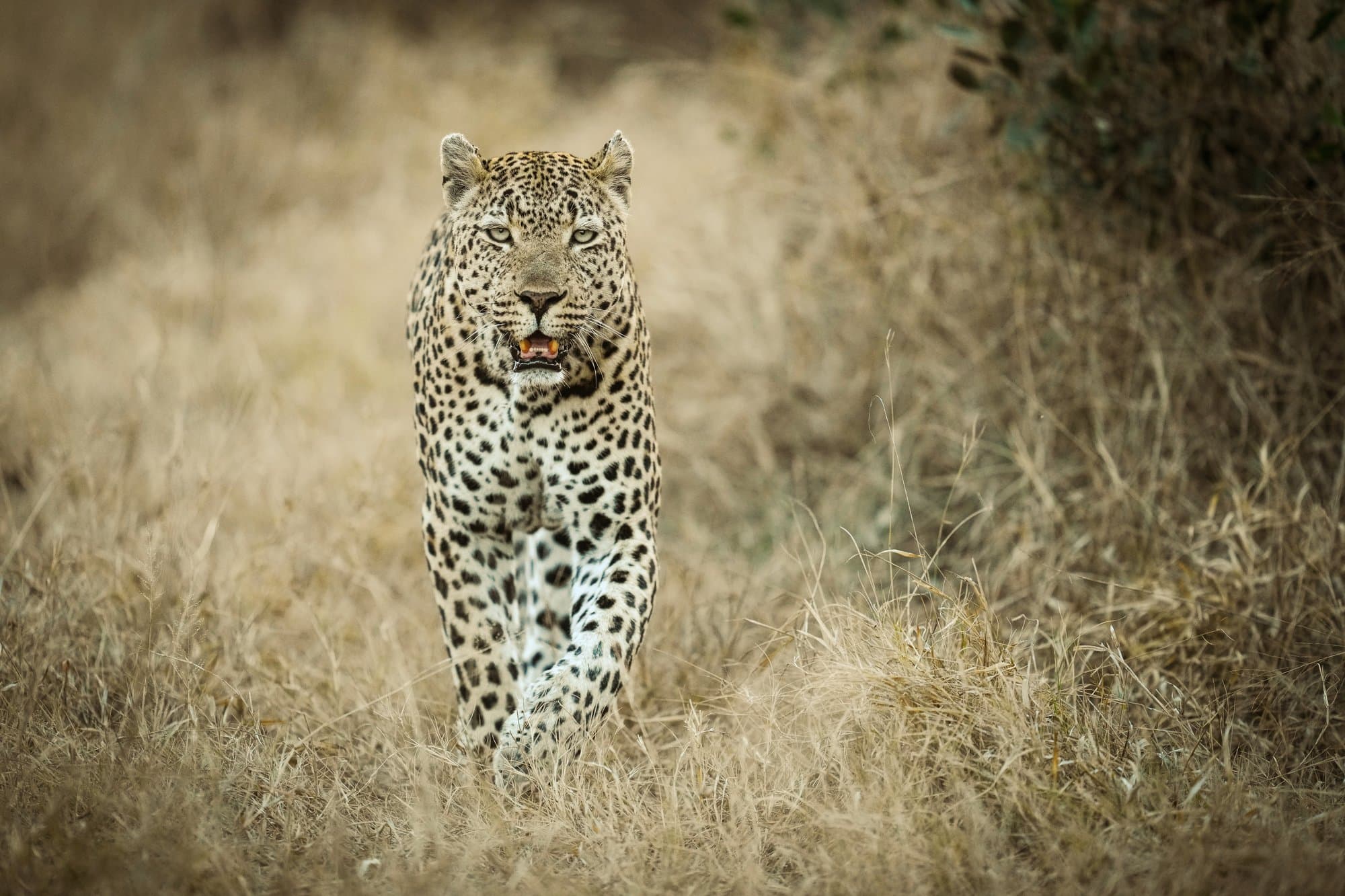 Wildlife photograph 21