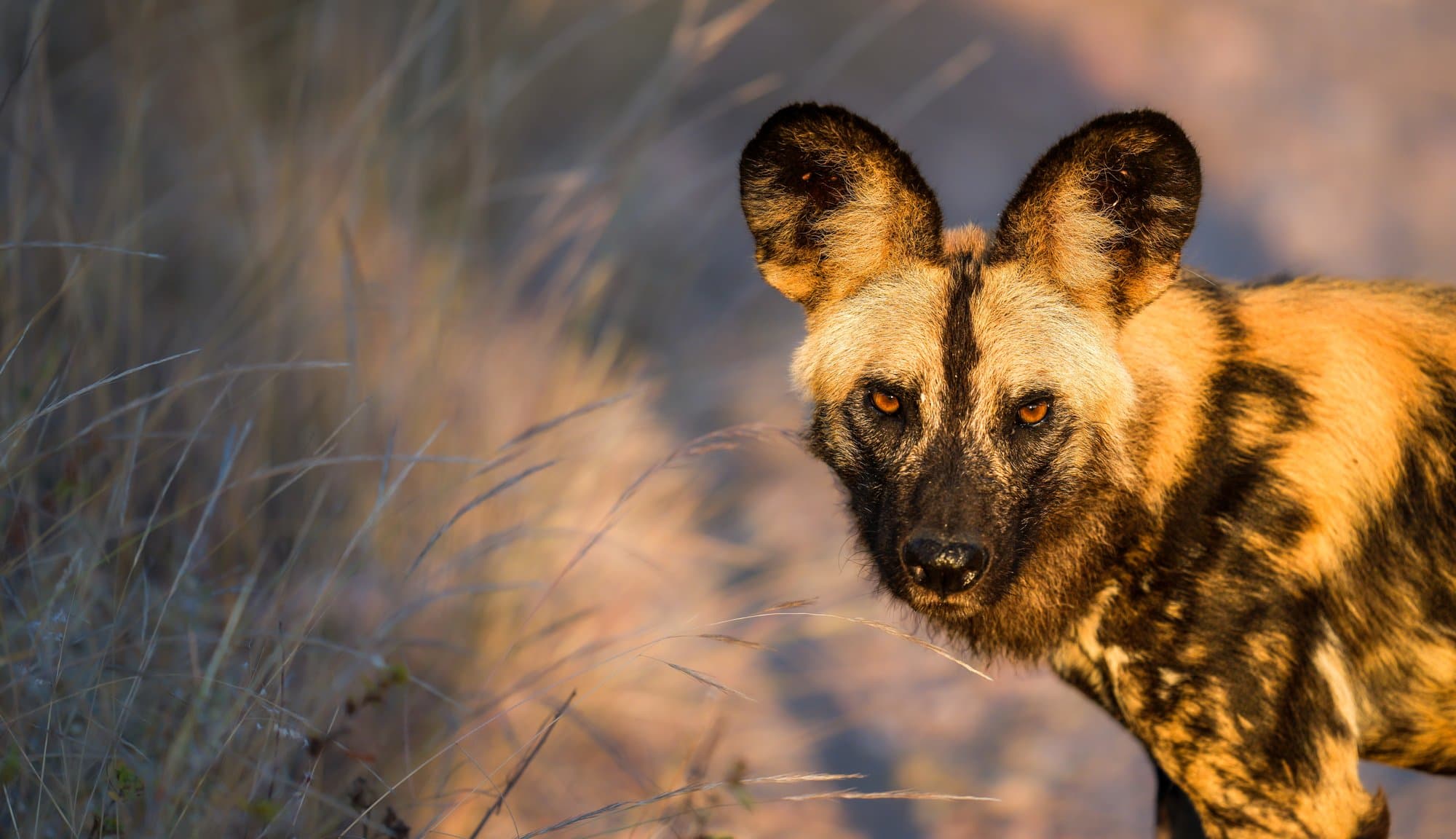 Wildlife photograph 24