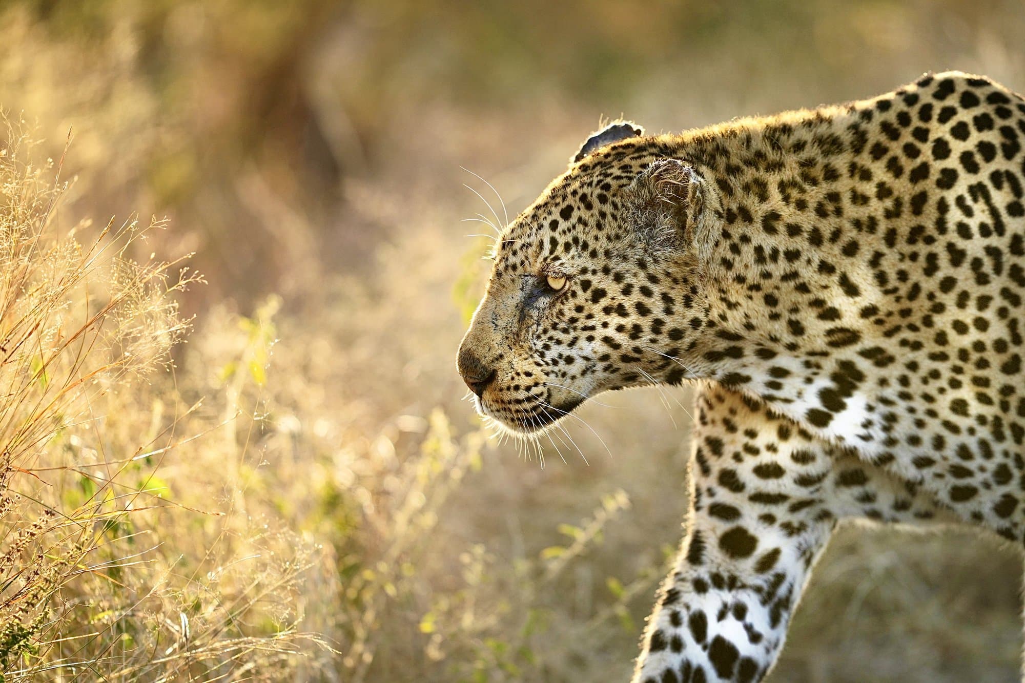Wildlife photograph 29
