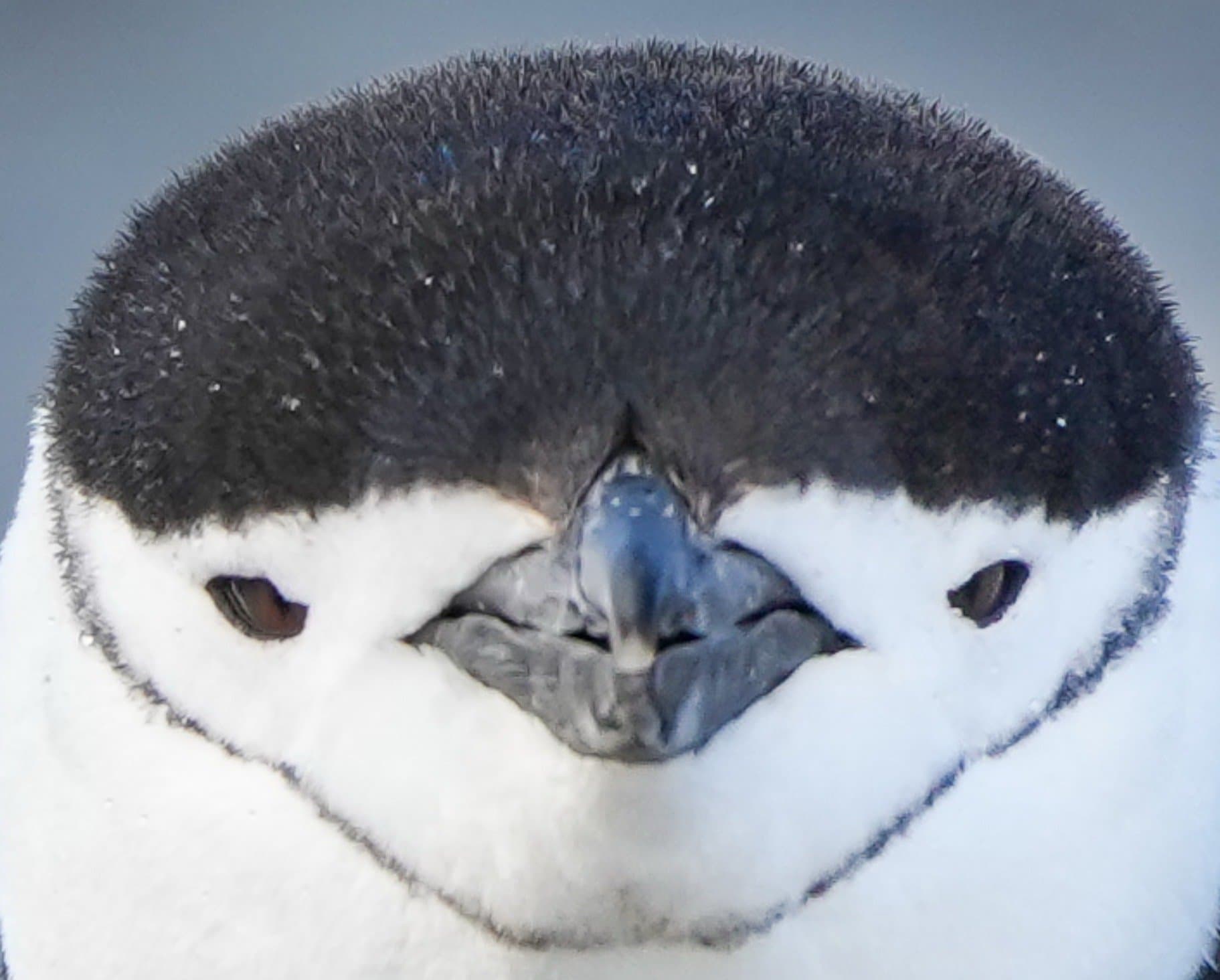 Wildlife photograph 31