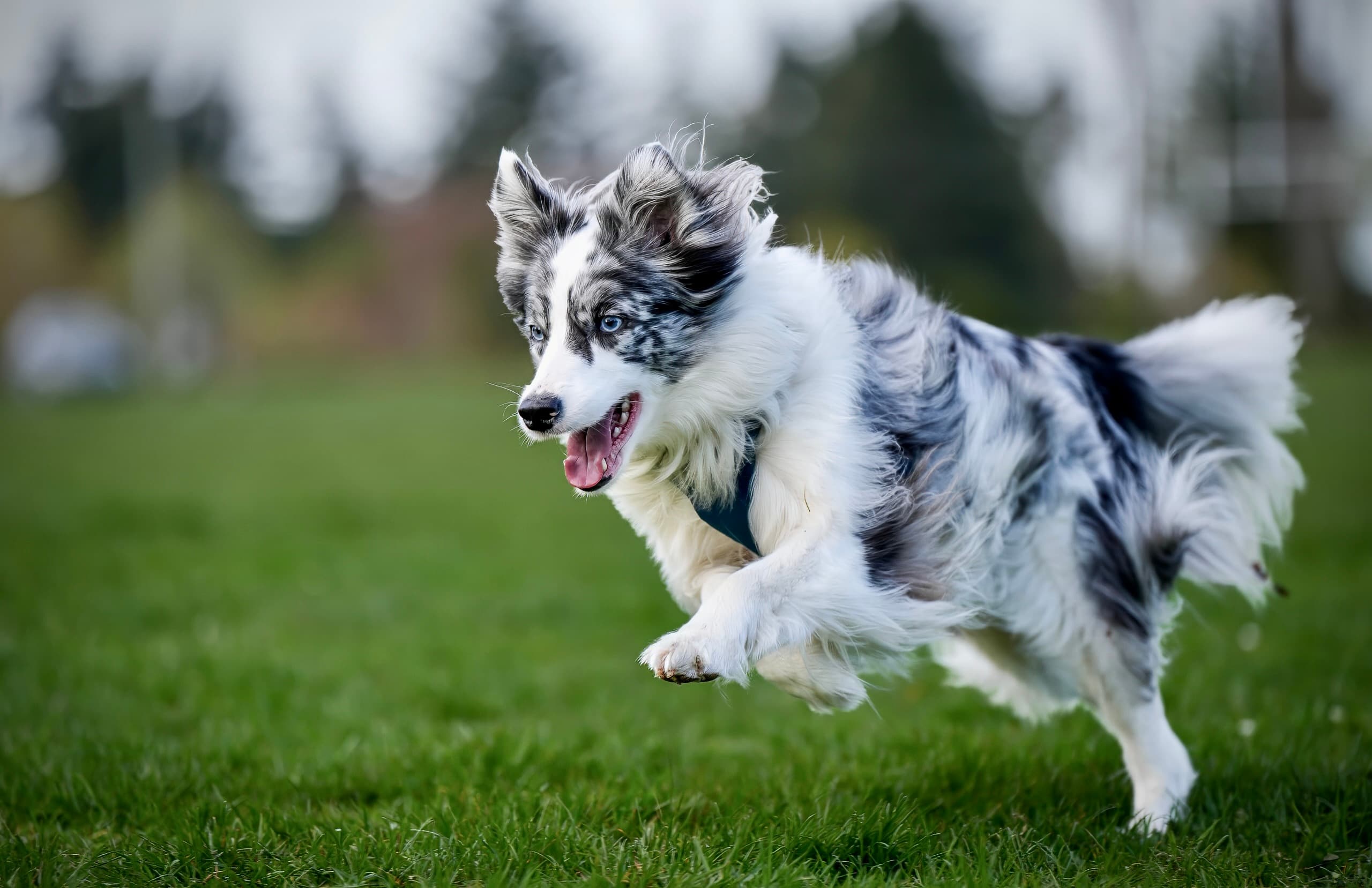 Border collie portrait on Vancouver Island